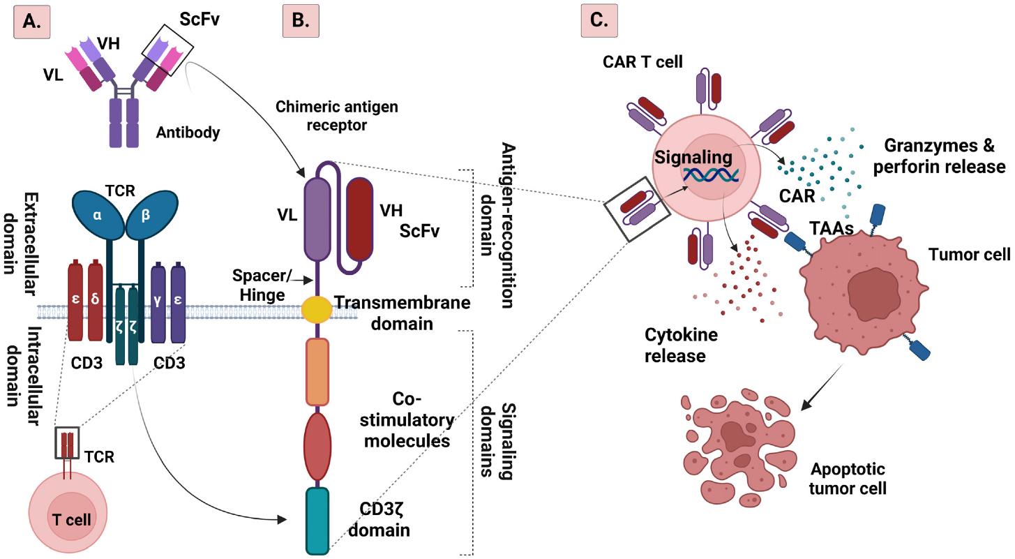 Figure 2 Structures of TCR and CAR, and mechanism of CAR T cell