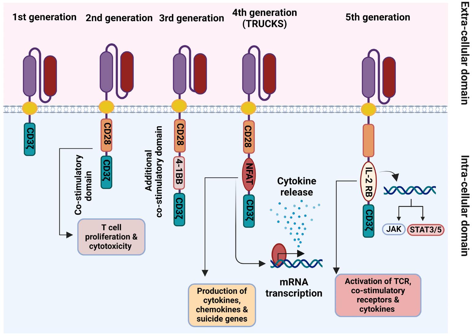 Figure 3 The 1st–5th generations of chimeric antigen receptors