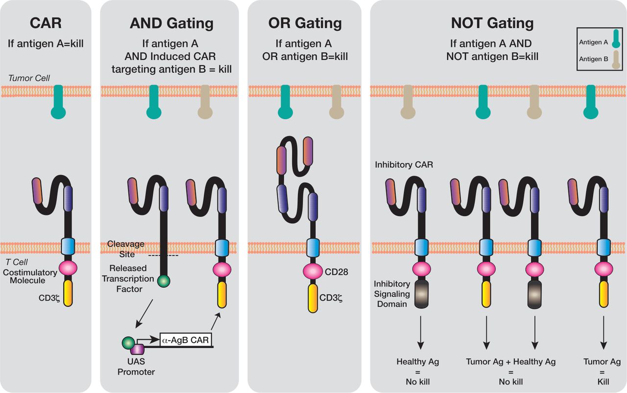 Figure 4 Logic gated CAR-T cells