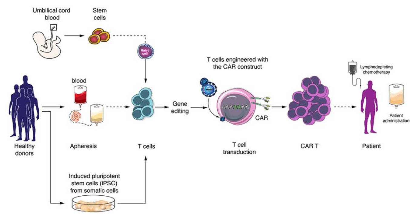 Fig.2 CRISPR/Cas9-based CAR-T cells are featured in improved long-term persistence. (Wei, Zhi-Nan & Ke, 2023)