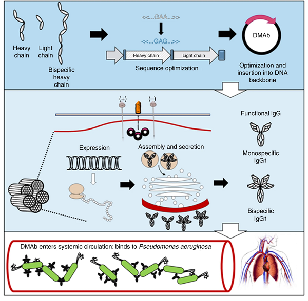 Fig.1 DMAb delivery. (Patel, et al., 2017)