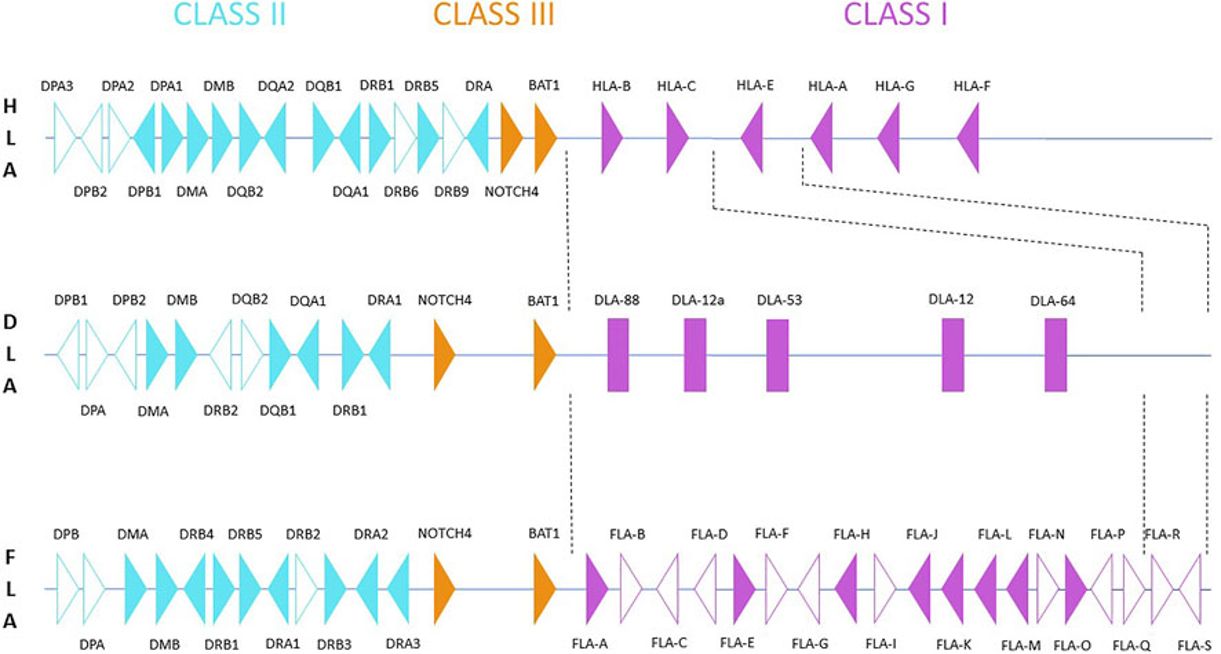 Fig.2 The comparison of the Felis catus MHC region on chromosome B2 with the human (HLA) and canine (DLA) MHC regions. (Plasil, et al., 2022)