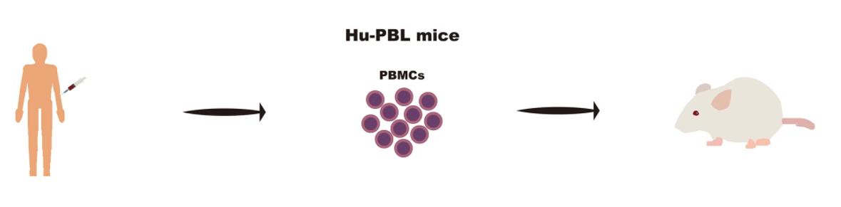Hu-PBL mice.