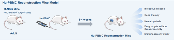 Engraftment of PBMC into NSG mice.