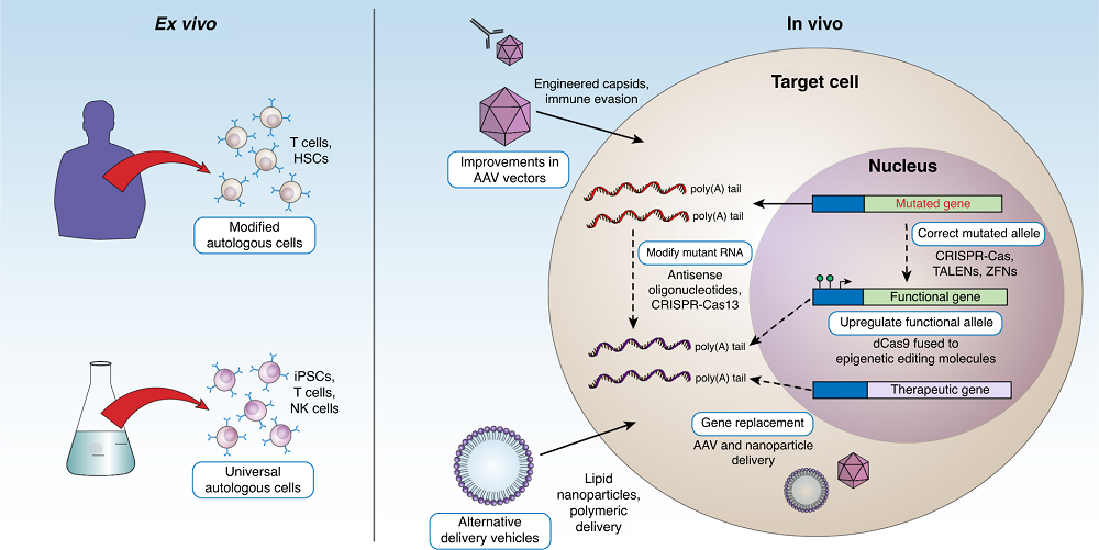 Schematic of ex vivo and in vivo strategies for treating genetic diseases.