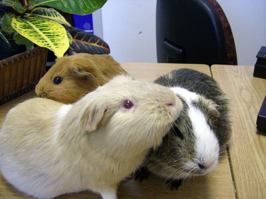 Guinea Pig. (From Wikipedia: By Mike Russell- Own work) https://commons.wikimedia.org/wiki/File:Three_guinea_pigs_(Cavia_porcellus)_at_Keswick_Public_Library.jpg
