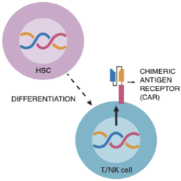 iPSC-derived CAR-NK Therapy Development