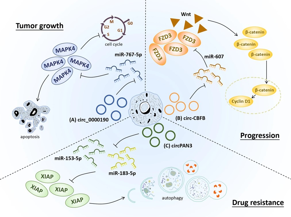 Fig.1 CircRNA-miRNA-mRNA networks in hematological malignancies. (Zhou, et al., 2020)