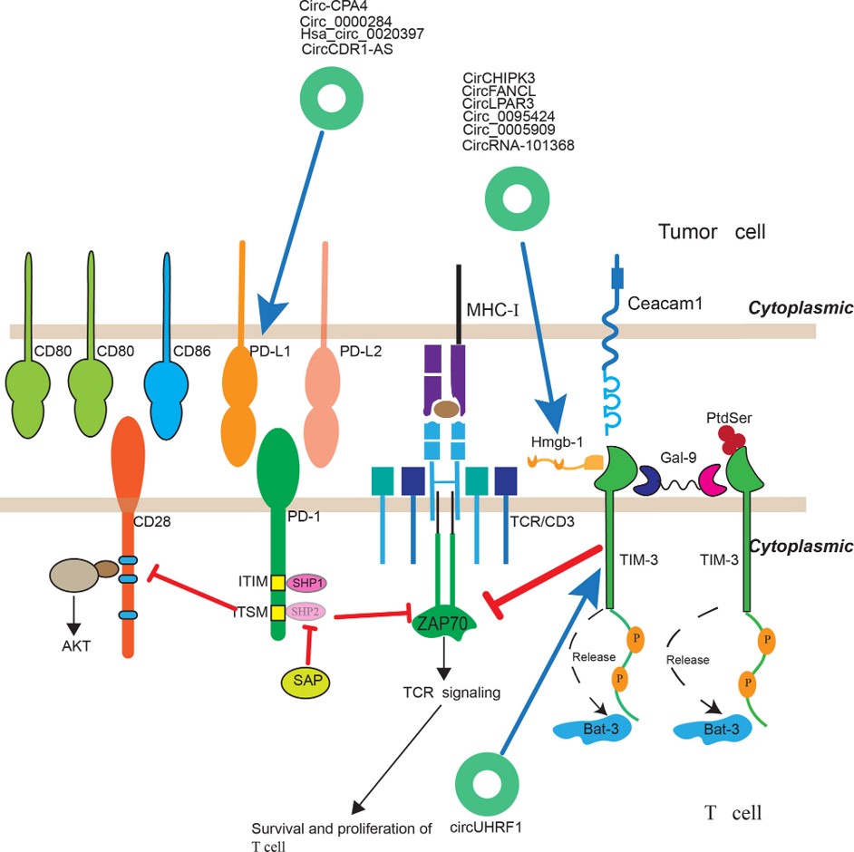 Fig.2 The regulatory roles of circRNAs in immunotherapy. (Fang, Jiang & Li, 2021)
