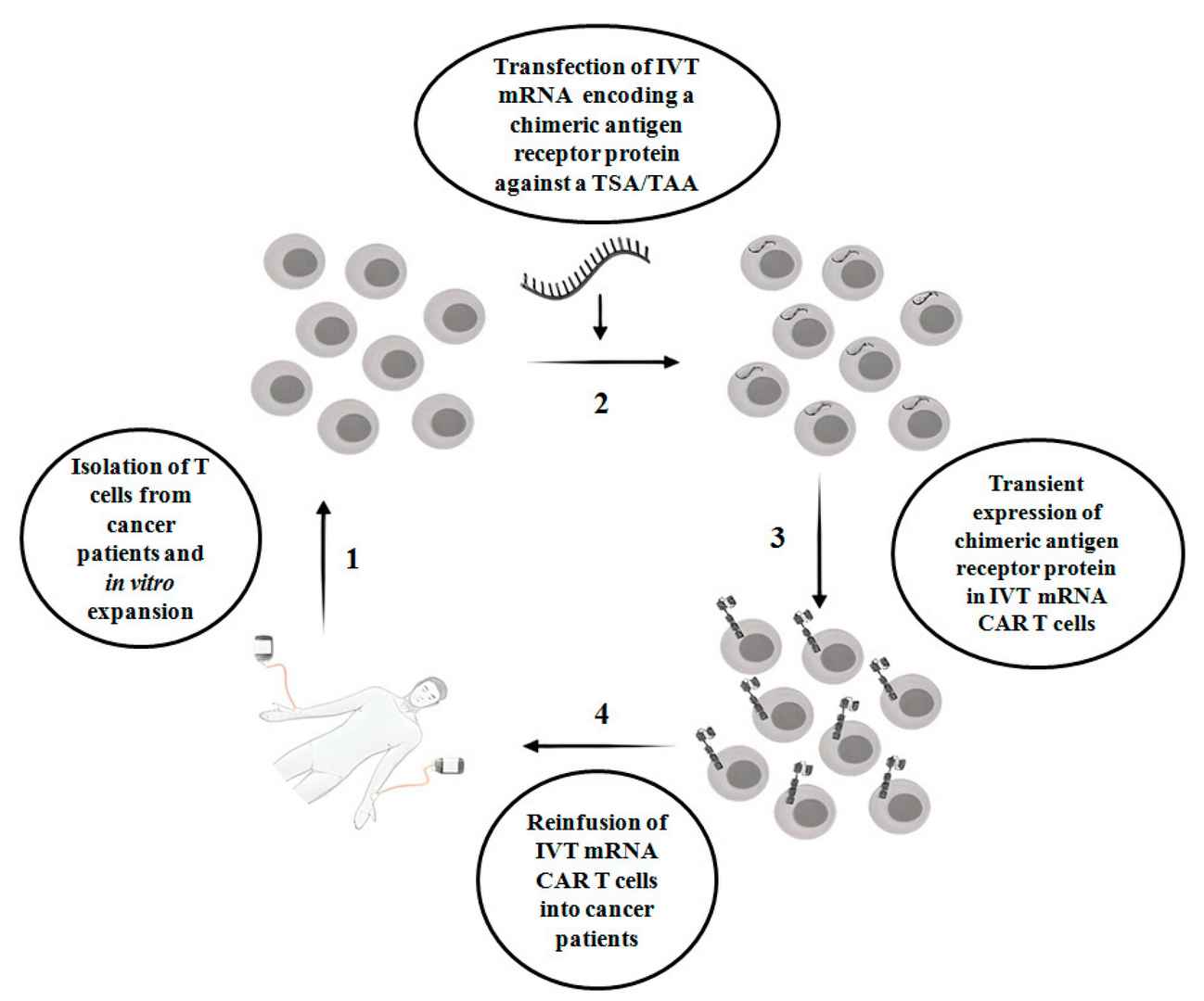 Fig.1 IVT mRNA CAR-T therapy strategy.