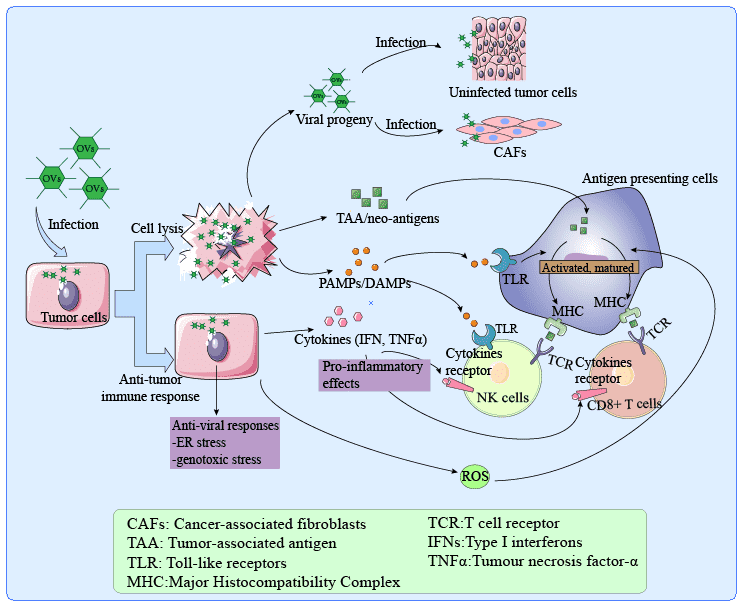 Mechanisms of action of oncolytic viruses destroying tumor cells