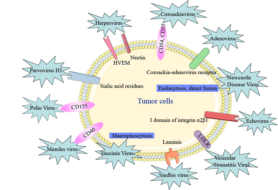 The tumor tropism of oncolytic viruses