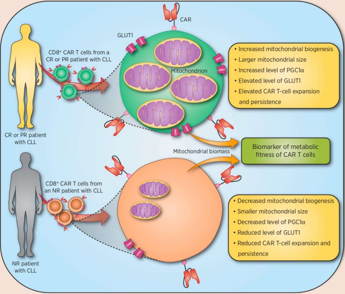 Mitochondrial Oxidative Metabolism Analysis