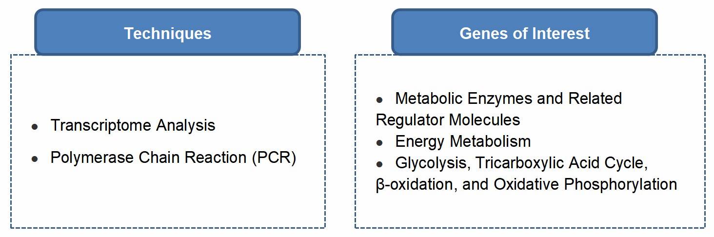 Mechanism of Mitochondrial Metabolism