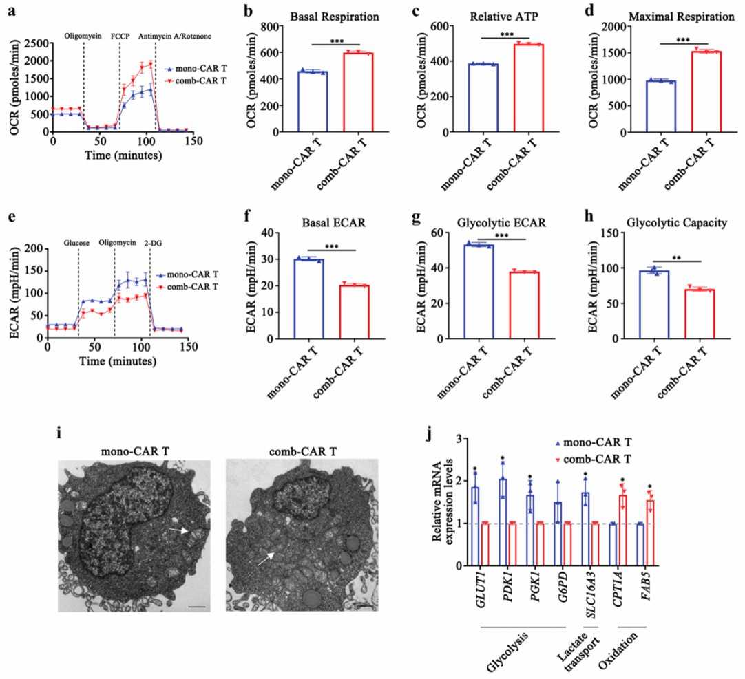 Fig. 3 Representative OCR and ECAR curves and glycolysis stress test at different metabolic states of CAR-T cells.