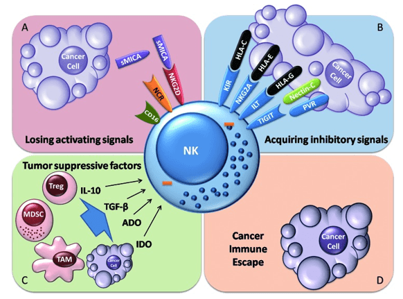 Mechanism of tumor immune escape from NK cells.