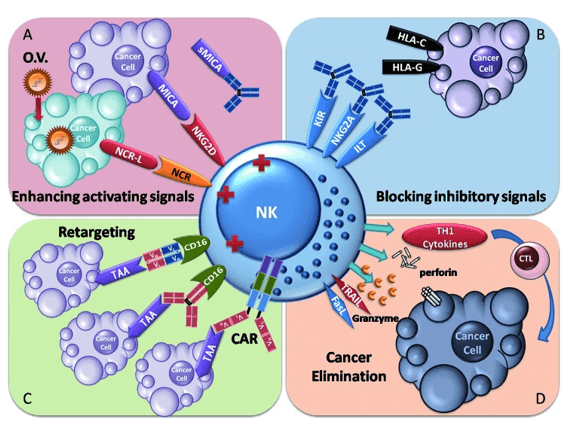 Immunotherapeutic strategies for restoring NK cell anti-tumor responsiveness.