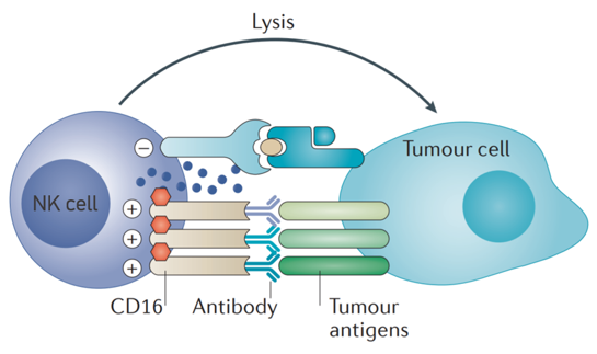 NK cells and tumor-targeted therapeutic antibody-mediated ADCC.
