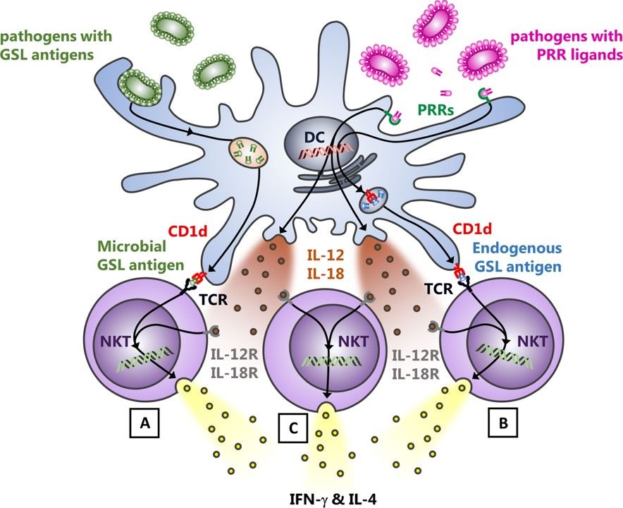 Fig.1 NKT cell activated by bacterial infection. (Vogt & Jochen, 2021)