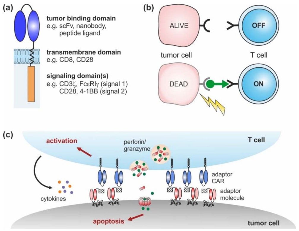 Fig.1 Conventional CARs & adaptor CAR with its efficacy. (Arndt, et al., 2020)