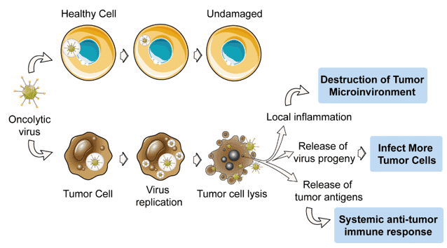 The anti-tumor mechanism of oncolytic virus