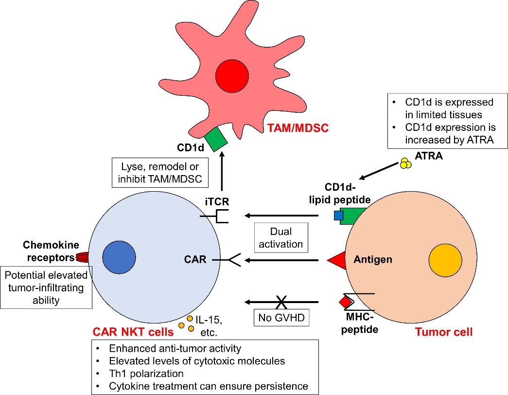 Fig.1 The mode of action of CAR NKT cell.
