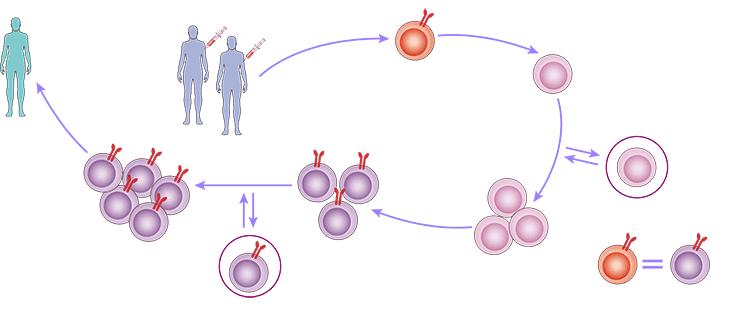 Fig.2 iPSC-derived NKT cell platform. (Creative Biolabs Original)