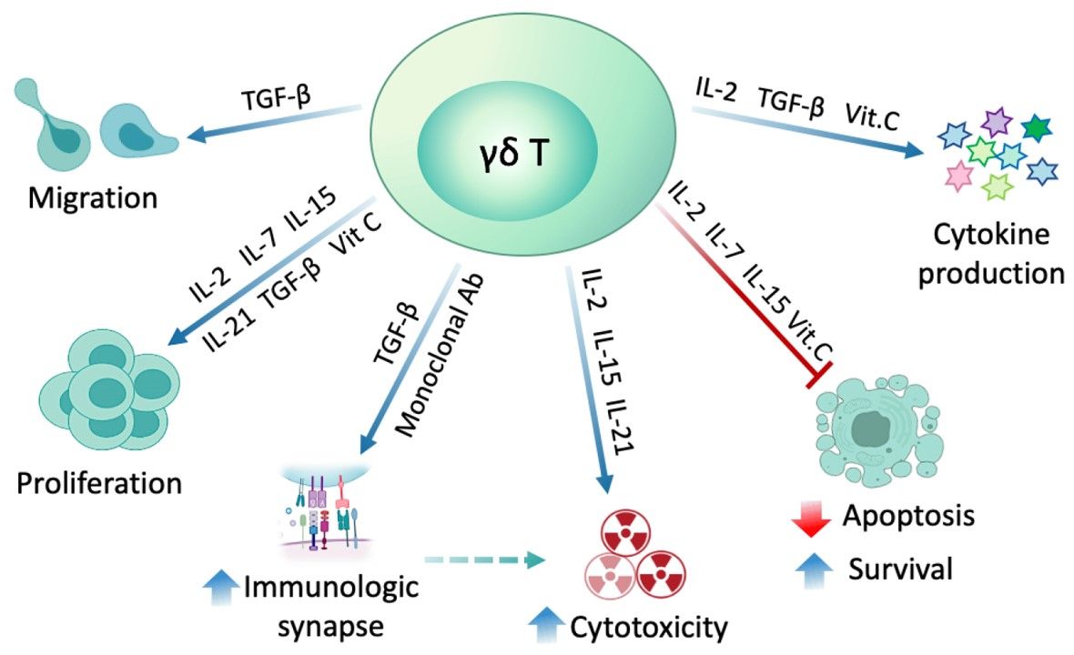 Fig.1 Modulation of γδ T cells via diverse substances. (Yazdanifar, et al., 2020)