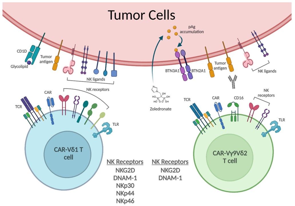 Fig.2 CAR-γδ T cells recognize tumor cells. (Lee, et al., 2022)
