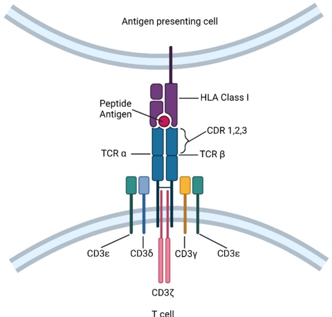 Fig.1 The immunotherapy properties of iPSC-T cells. (Nianias & Themeli, 2019)
