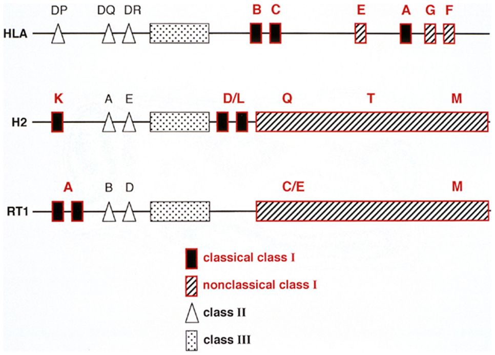 Fig.1 A comparison of human (HLA), mouse (H2), and rat (RT1) MHC complex genetics. (Rolstad, 2014)