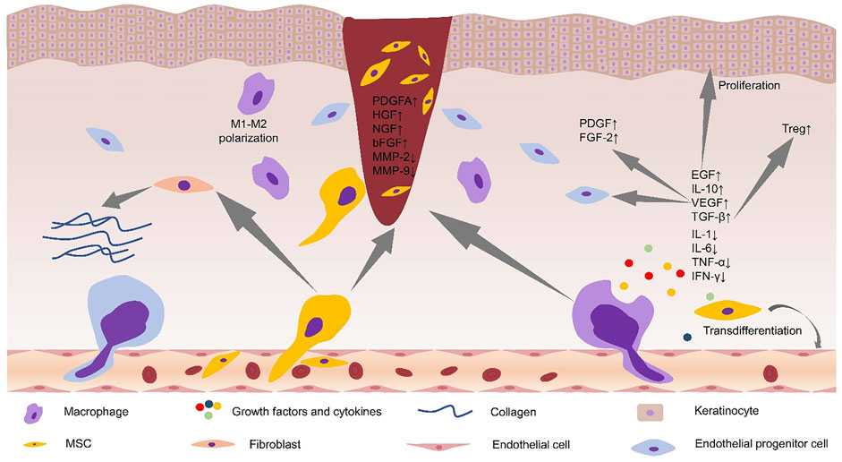 Figure 3 Development of the iPSC technology.