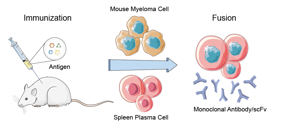 Fig.1 scFv production service from Hybridoma. (Creative Biolabs Original)