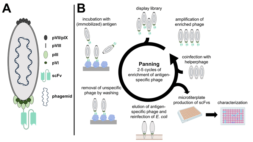 Fig.1 scFv generation service via phage display. (Valldorf, et al., 2021)