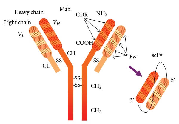 Fig.1 Antibody model. (Ahmad, et al., 2012)