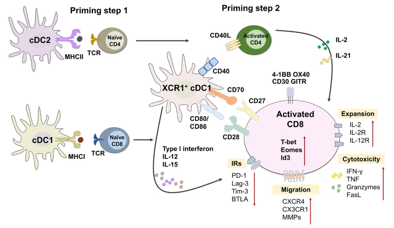 Antigen recognition, activation, proliferation and differentiation of T cells