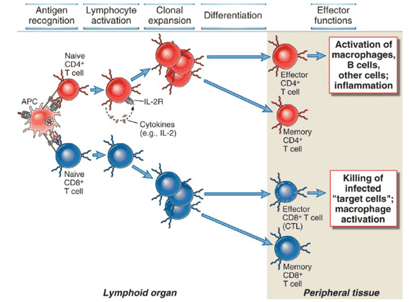 Antigen recognition, activation, proliferation and differentiation of T cells