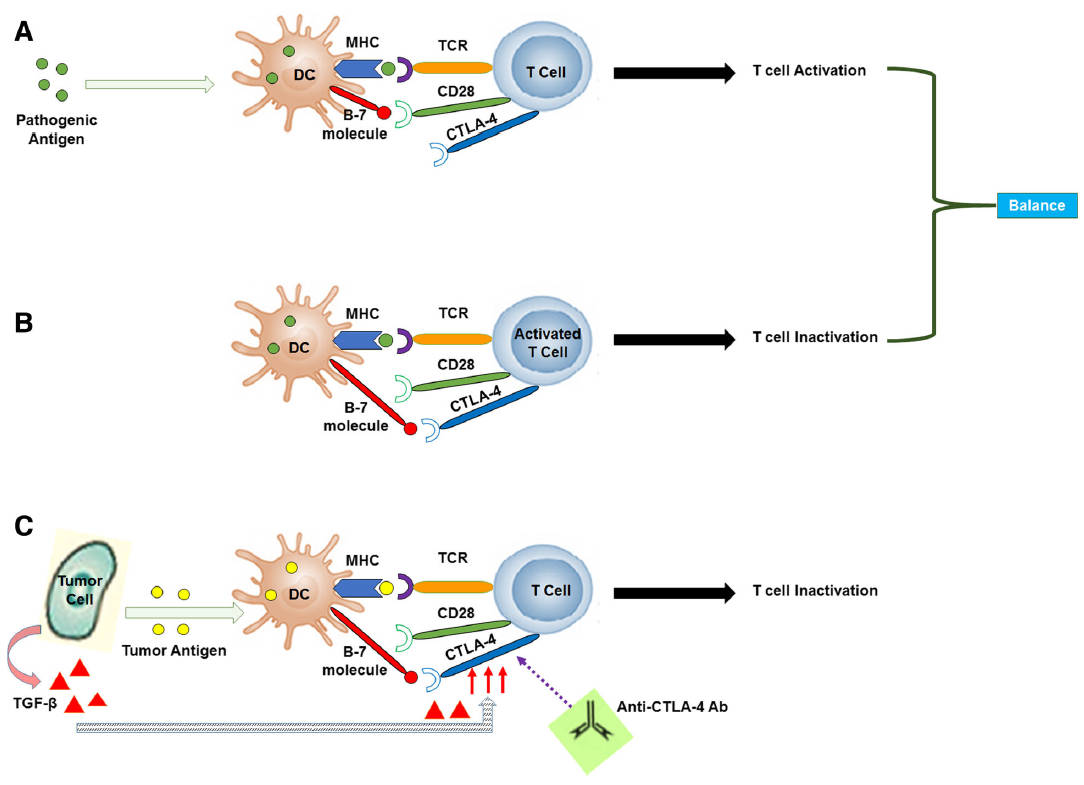 Fig.1 The activation of T cells. (From Wikipedia: public domain)