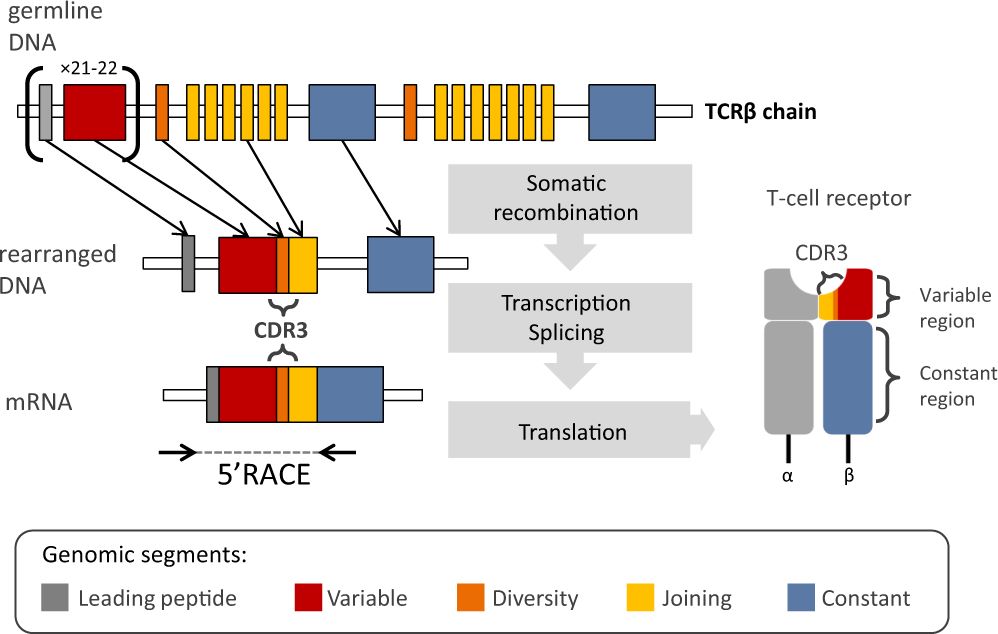 TCRβ chain rearrangements