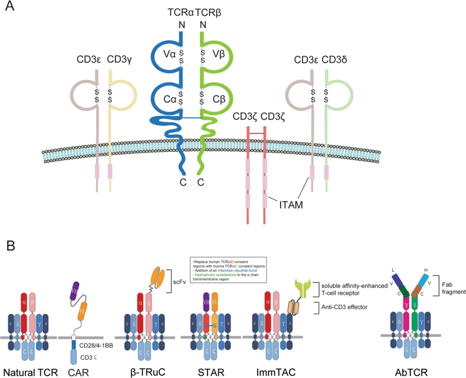 Fig.1 TCR structure. (Pang, et al., 2023)
