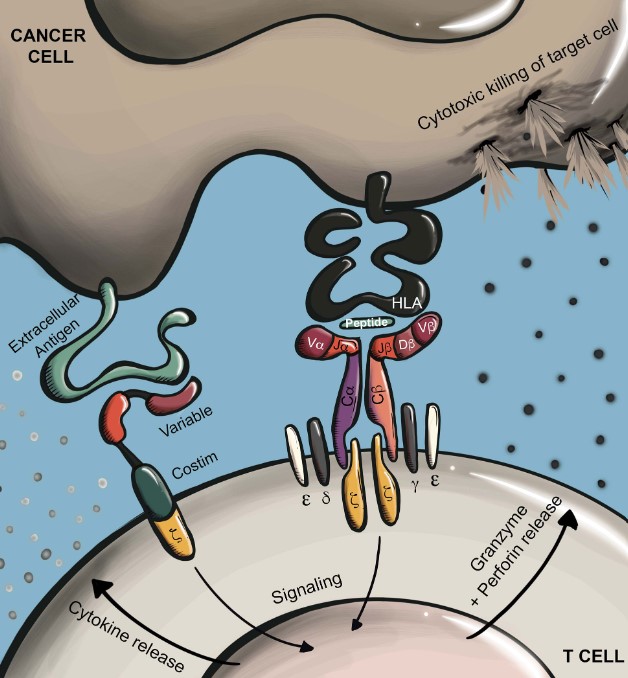 Antigen recognition by TCRs. (Shafer, 2022)