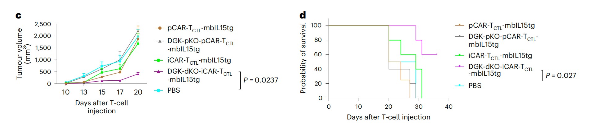 Optimization of the Proliferation and Persistency of CAR-T Cells Derived from Human Induced Pluripotent Stem Cells