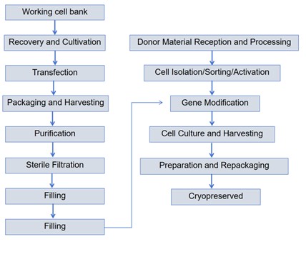 Figure 1 Production process of GMP cell therapy products (CAR-T)