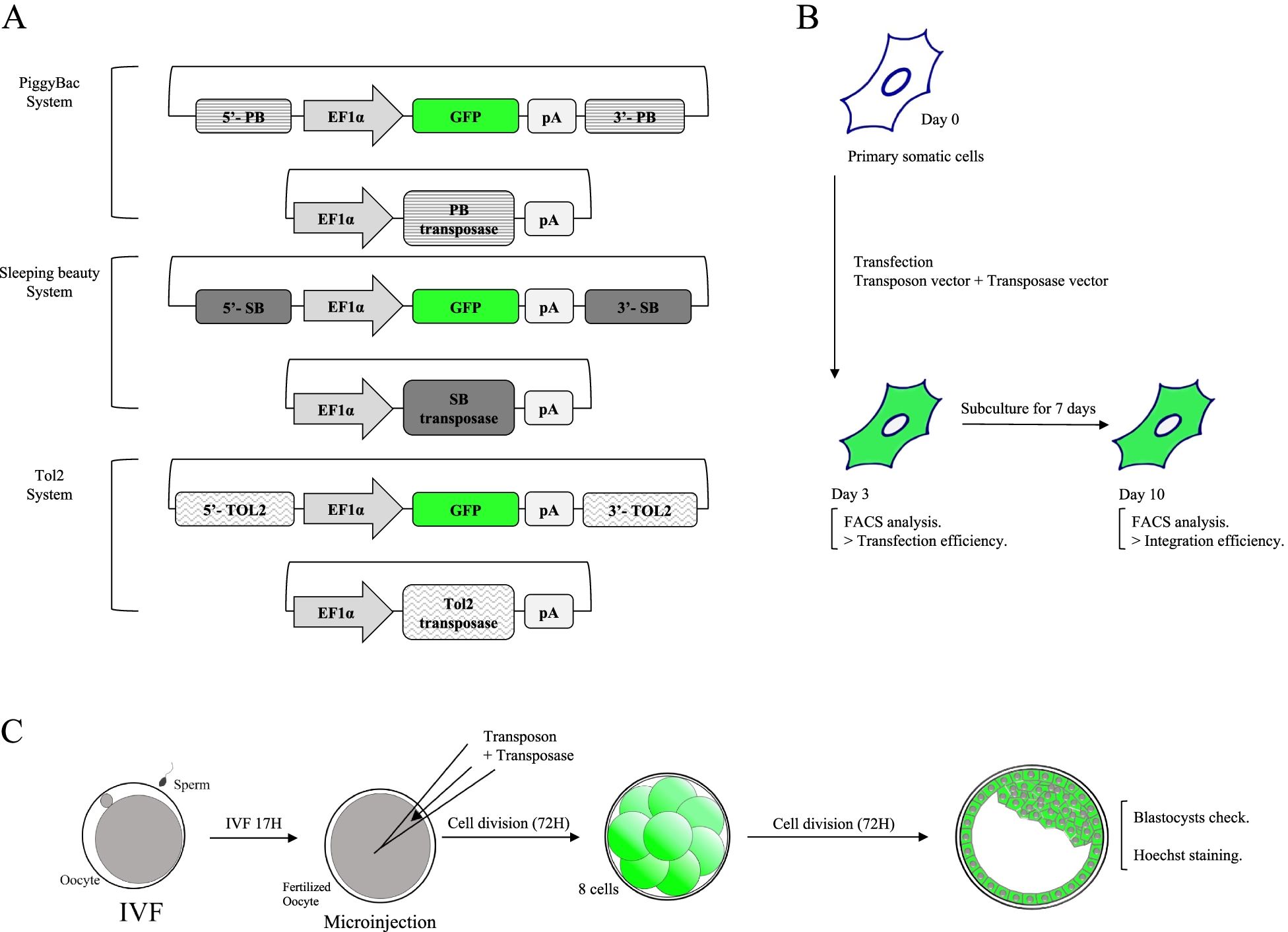 Schematic design of the transposon systems (PB, SB, and Tol2) application in bovine somatic and germ cell