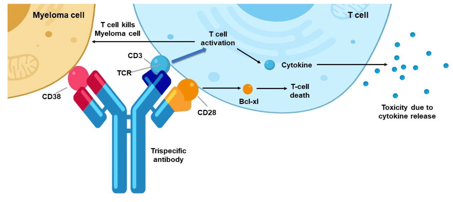 Fig.1 The structure of a TriTE antibody and the way it connects T cells to cancer cells. (Guo, et al., 2020)
