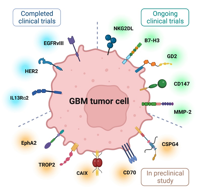 Figure 2 Several targets for GBM CAR T cell therapy