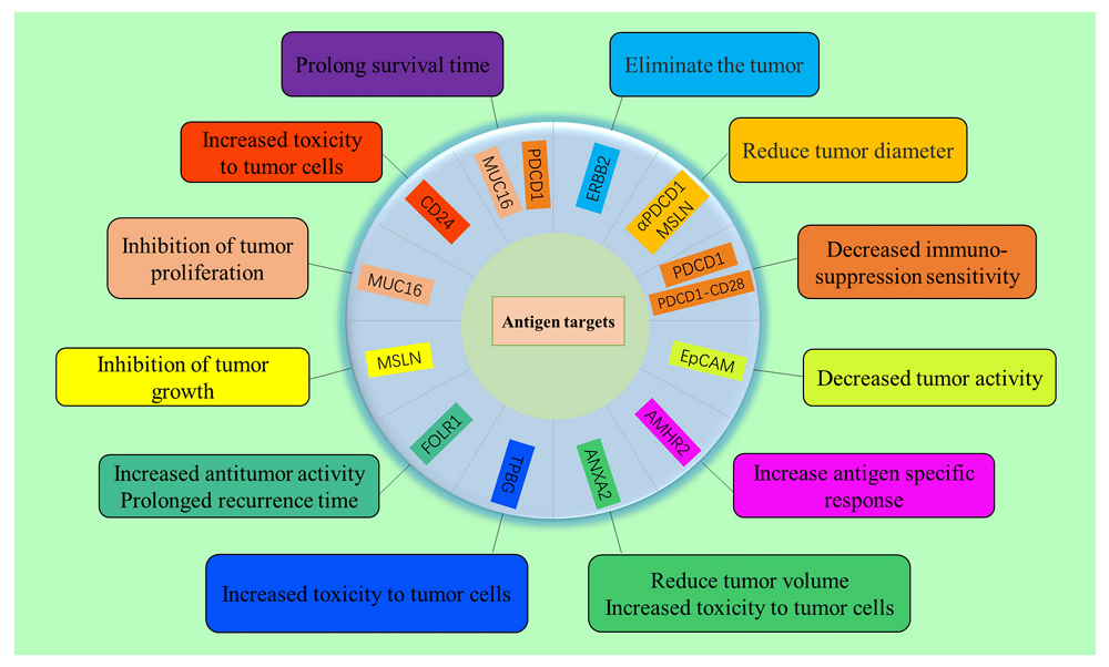 Figure 3 Targets of ovarian cancer cells and related functions of CAR-T cells