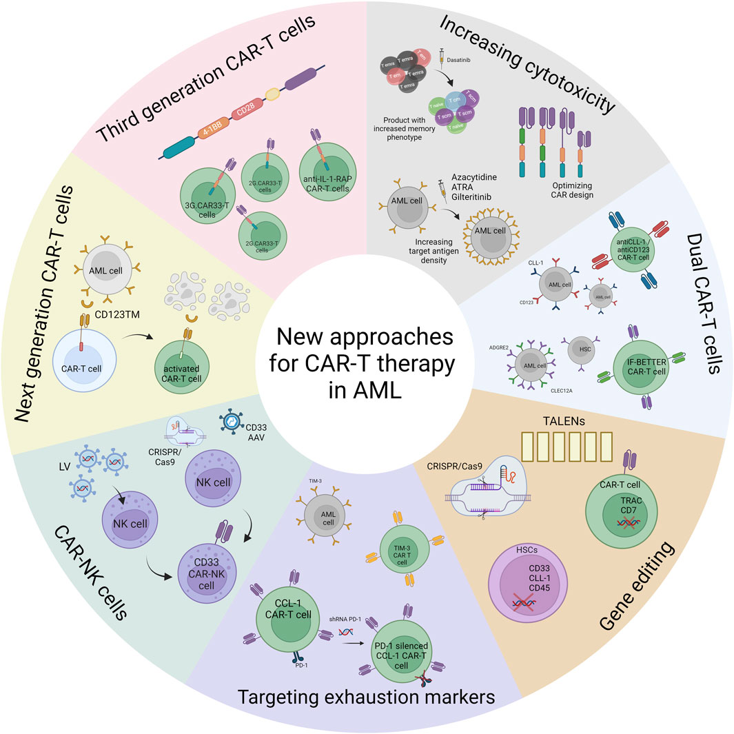 Figure 5 New approaches for CAR-T cell therapy in Acute Myeloid Leukemia