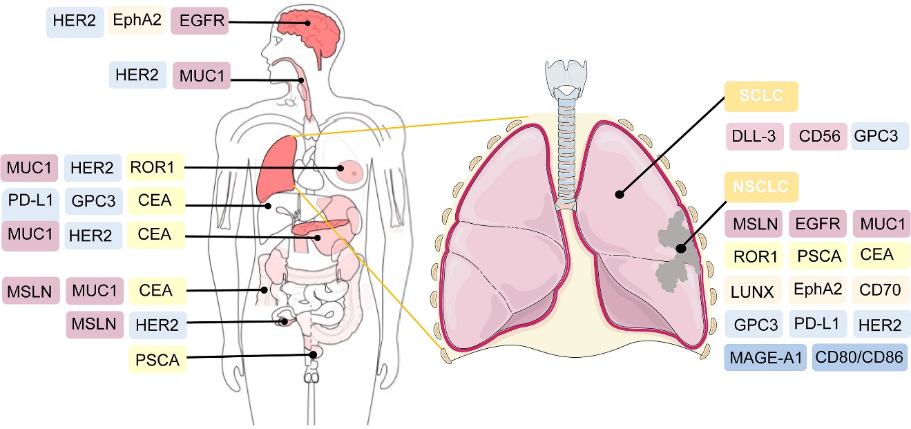 Figure 4 Potential targets for CAR-T cell therapy in lung cancer