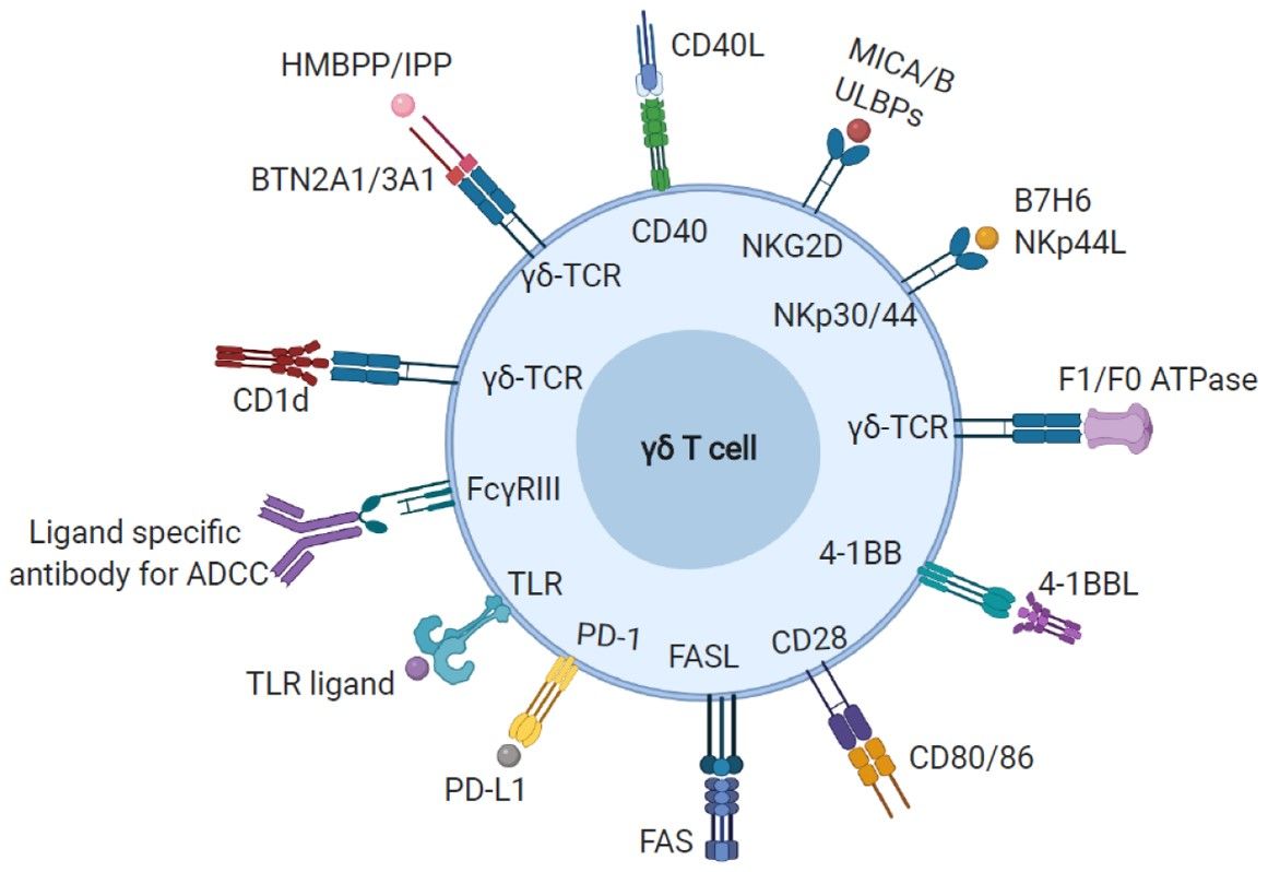 Fig.1 γδ T cells recognize ligands. (Biradar, Michael T. & Robbie B, 2020)